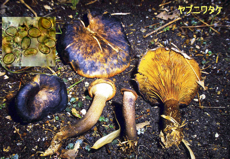 Paxillus bambusinus 1990_1125 Wada-redim2000