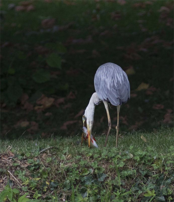 Oiseau héron pêche perche tactique 240721 ym 30