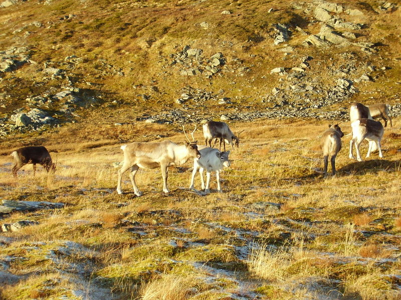 17-10-08 Sortie Montagne et rennes (122)