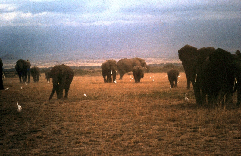amboseli elephants troupeaux oo