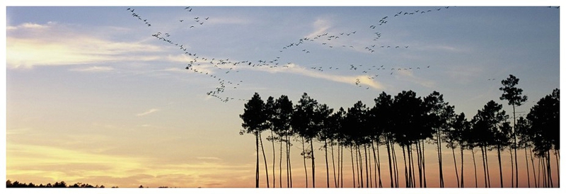ciel-de-grues