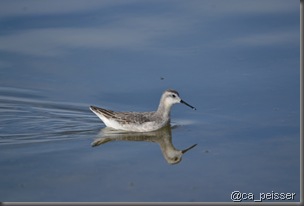 phalarope_wilson_monolake