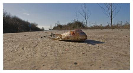 Aiguillon_inondation_poisson_chemin_280210