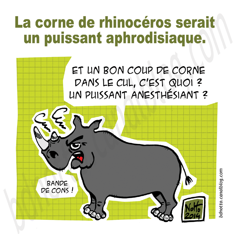 03 -2014 - Corne rhinocéros