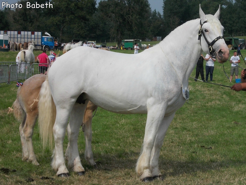 AU'LA - Concours National - Samer (62) - 26 juillet 2014 - 1ere (Poulinières de 3 et 4 ans)