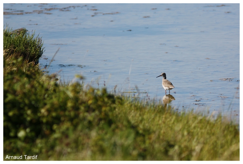 0035 Oléron Mai 2017 - Marais du Douhet blog 2