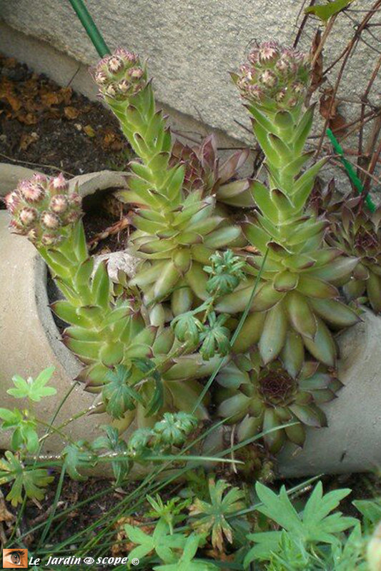 Joubardes en fleurs