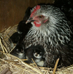 nid_de_poule