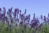 9969911-lavender-flowers-blooming-in-a-field-during-summer[1]