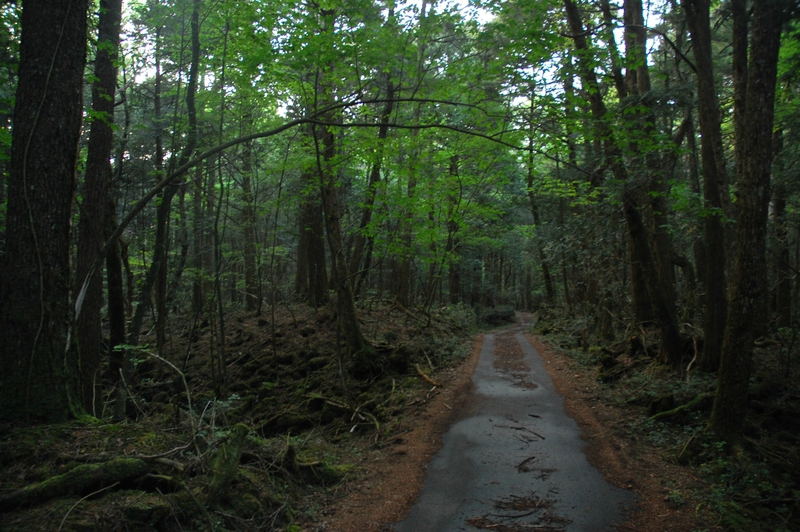 La forêt d'Aokigahara 2 - Blog ésotérique Samhain Sabbath