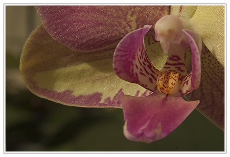 orchid_08_04_01_002_lg