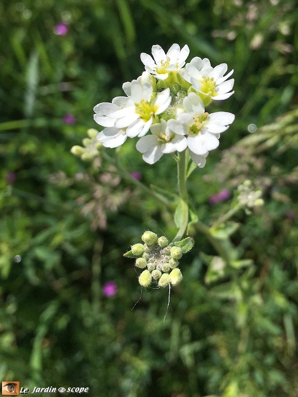 Arabis hirsuta 2