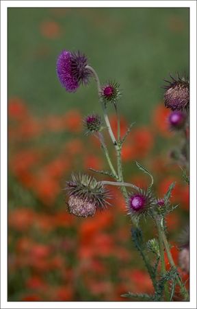 plaine_saperde_chardon_fond_coquelicots_020610