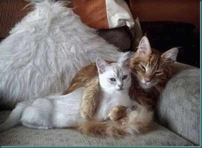 pics-of-cats-in-love_3