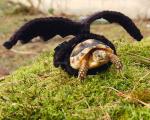 cute-crochet-tortoise-cozy-katie-bradley-17
