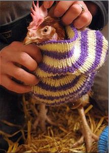 poule_pull