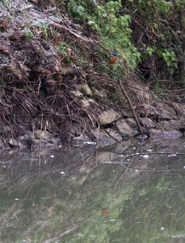 Oiseau MP 1 perché 260121