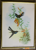 CADRE-OISEAU-Colibri-1-muluBrok-Vintage