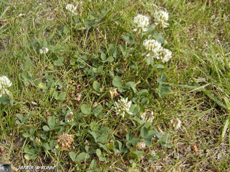 Tréfle blanc • Trifolium repens