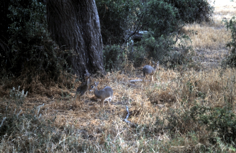 samburu ecureuil