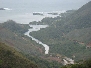 photo_13_Yat___les_grands_araucarias_colonnaires_au_lointain