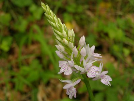 14 Orchis de Fuchs