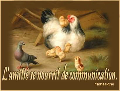 amitie_communication_poules