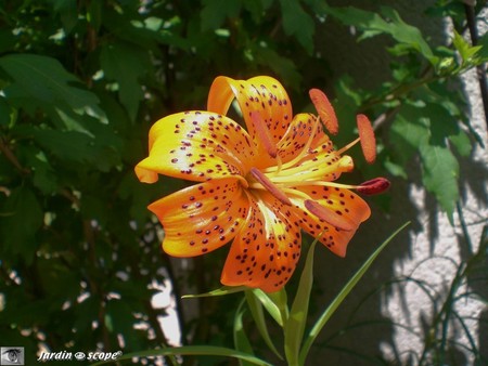 lilium_asiatique