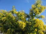 Mimosa_vendredi_8