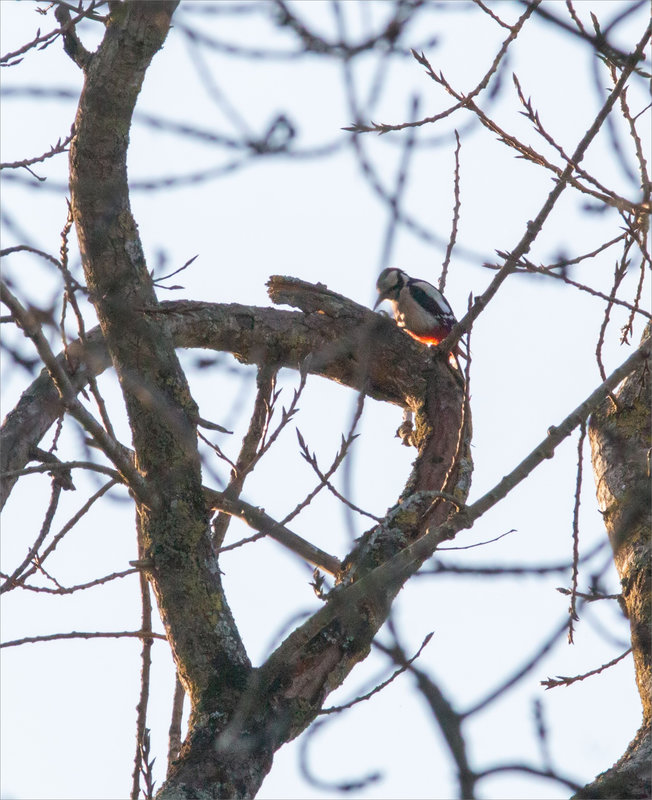 Oiseau Pic épeiche 120124 3
