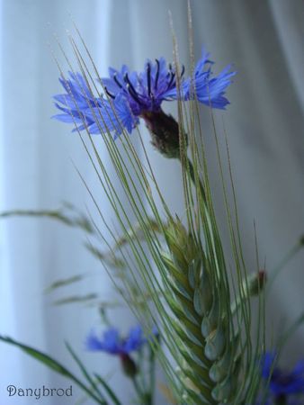 bleuet