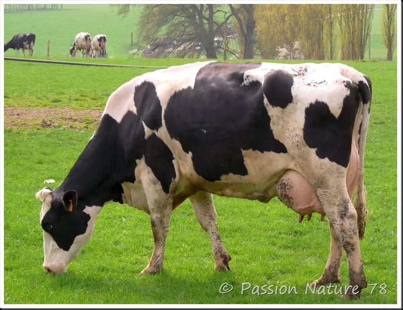 La vache Prim'Holstein (15)