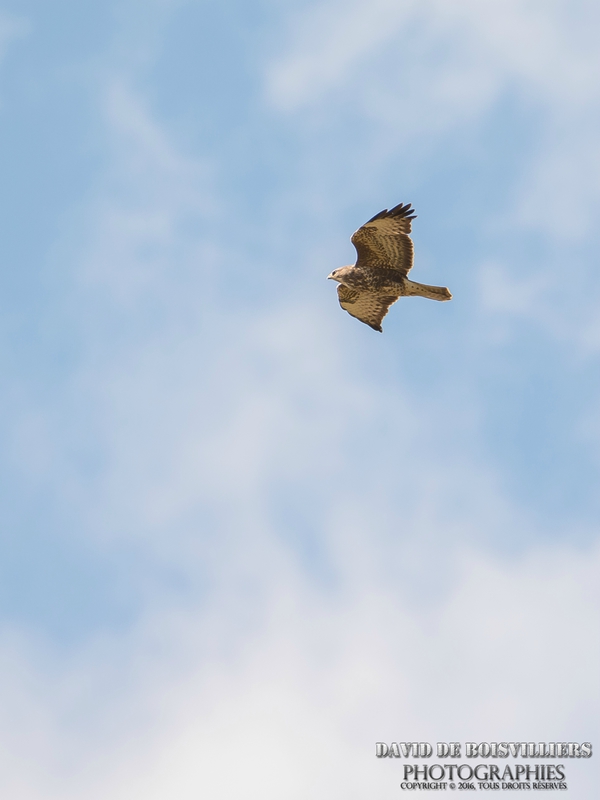 Buse variable (Buteo buteo)
