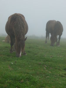 chevaux_brouillard