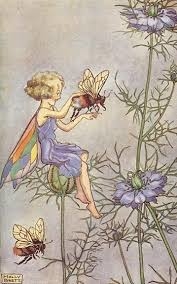 Résultat de recherche d'images pour "fairy nigelle"