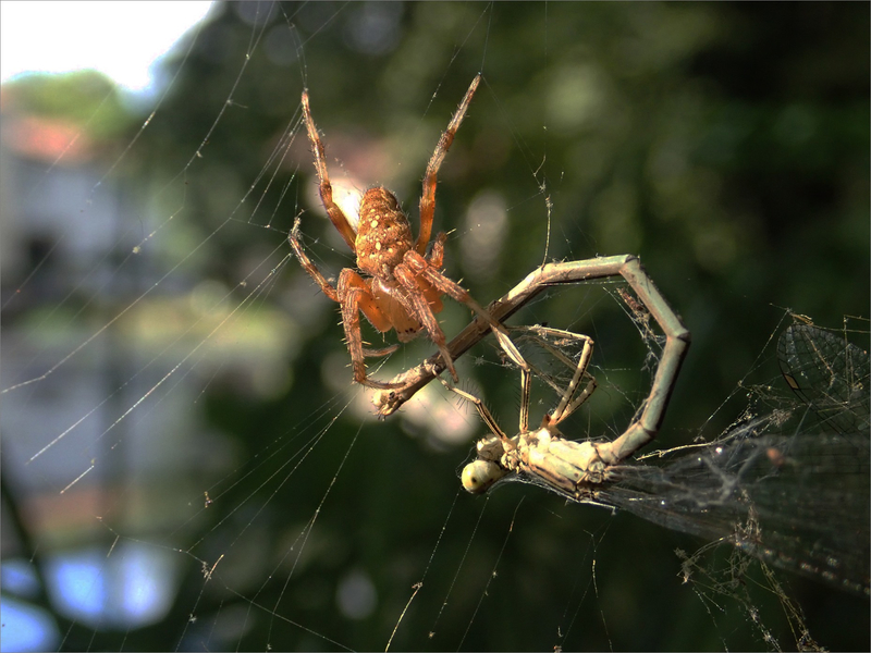 Roussille araignée proie libellule 4 140818