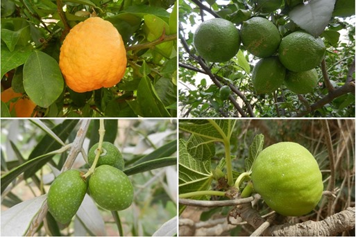 fruits