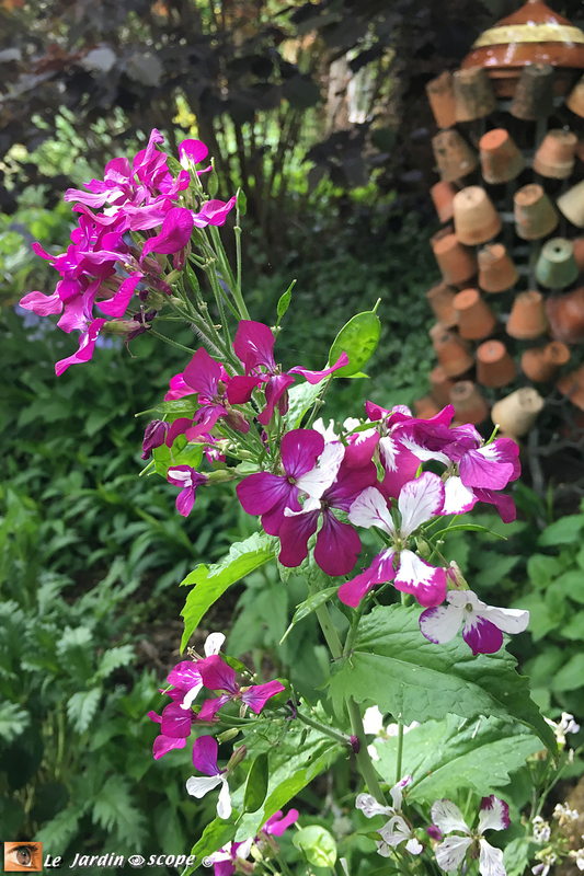Lunaire fleurs panachées blanches et fuchsia