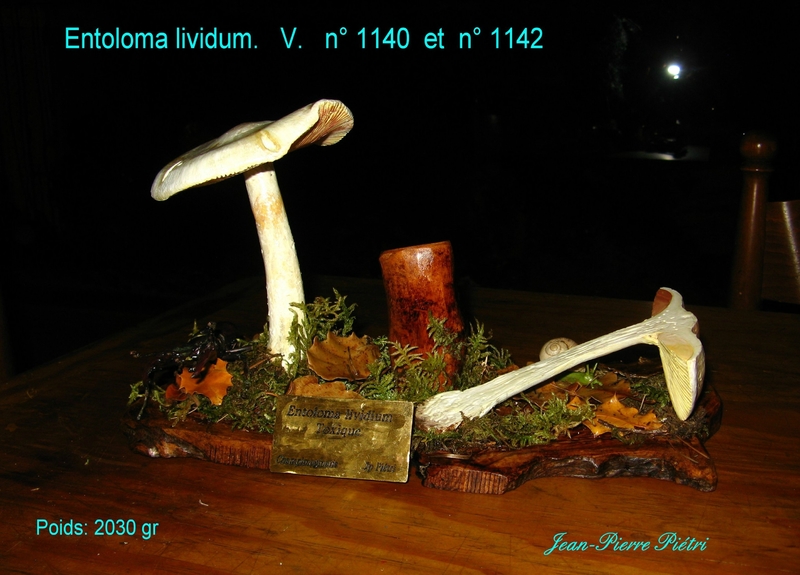 Entoloma lividum n° 1140 et n° 1142