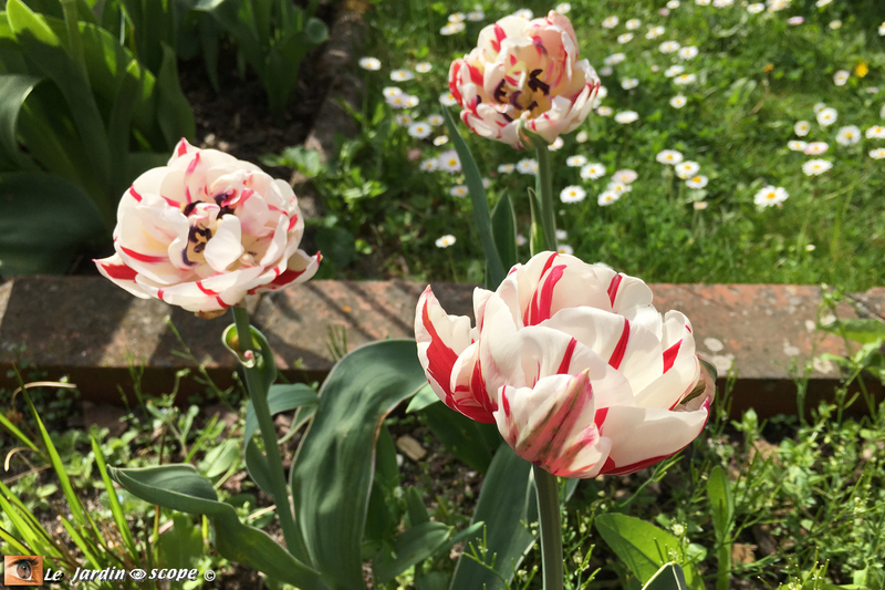 Tulipes-Carnaval-de-Nice-3