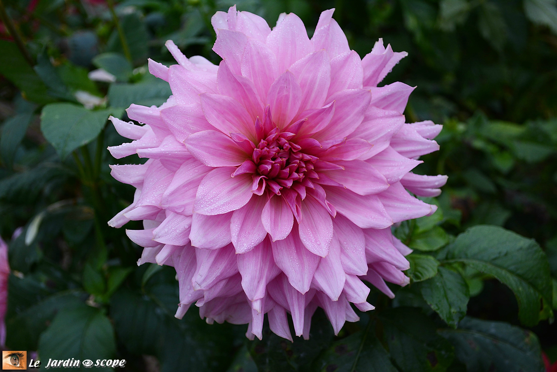Dahlia rose (Vu à Chaumont-sur-Loire automne 2916)