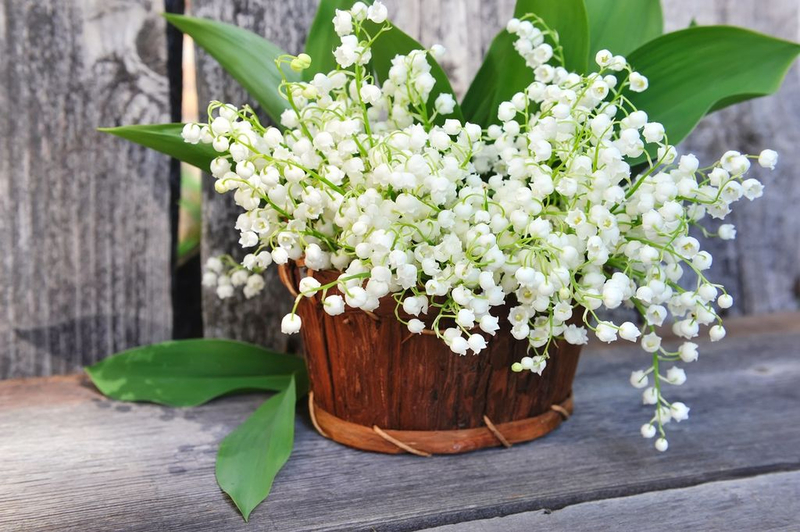 conserver-plus-longtemps-bouquet-brins-muguet