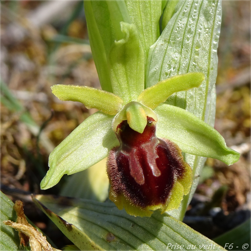 Ophrys aranifera - 2