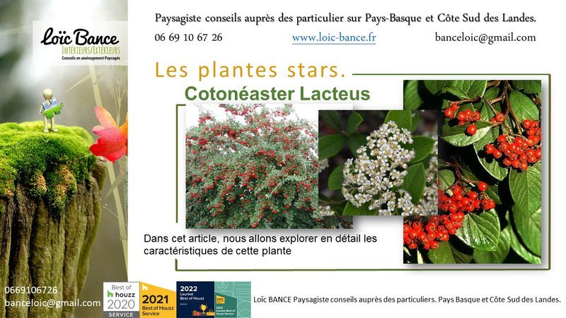 Paysagiste-Pays-Basque-Paysagiste-Landes-Cotoneaster-Lacteus
