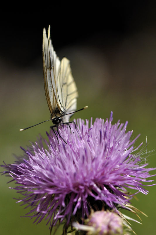 _DSC0135_Papillon