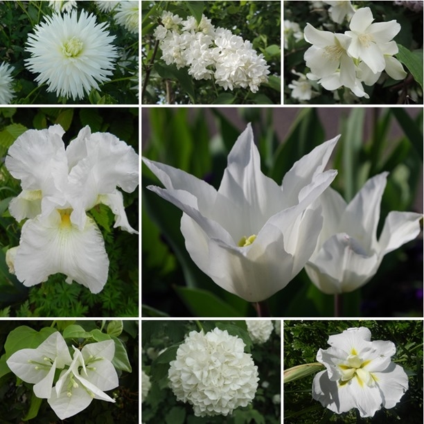 fleurs blanches