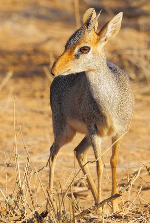 Dik_dik_de_Kirk__r_serve_de_Buffalo_Springs__Kenya