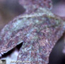 aleurode_fumagine