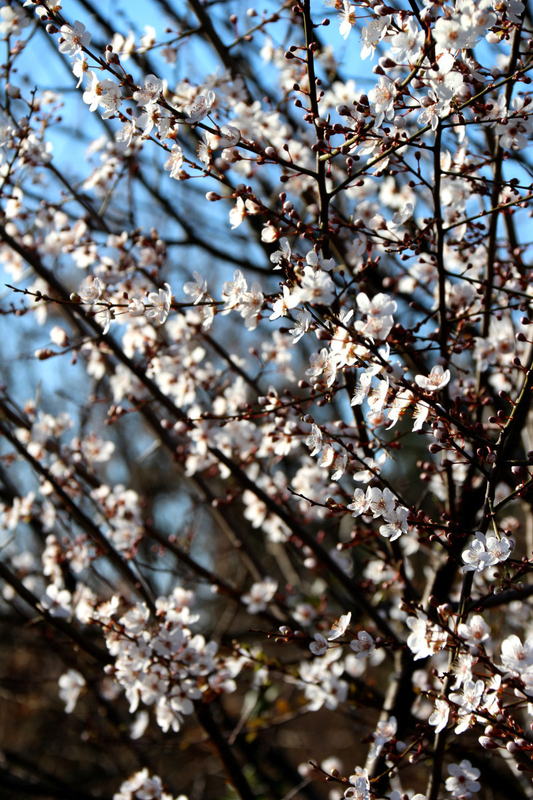 Arbre en fleurs au Prés salés