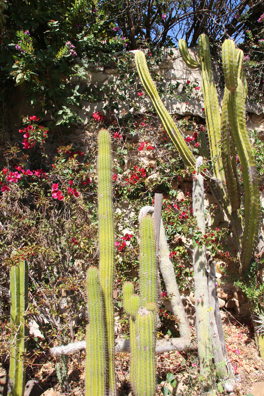 cactus